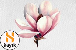 Watercolor Magnolia Flower Clipart PNG Design 103