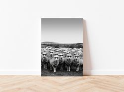 sheep wearing sunglasses print black and white retro vintage funny farm animal photography canvas framed printed wall ar