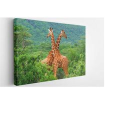 awesome giraffes, canvas wall art print | poster