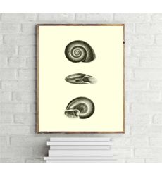 Black and White Snail Shell Sketch Art Print,