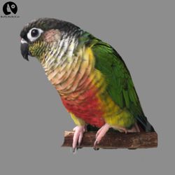 Green Cheek Conure Parrot Bird design Love for birds Funny PNG, Cute Animal PNG download