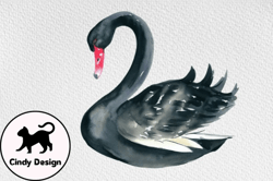 Watercolor Black Swan Clipart Volume  Design 102