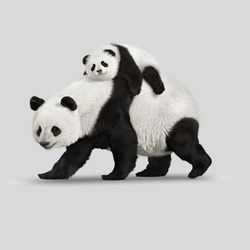 Cute Panda Png, Cute Baby Panda Svg, Mom Panda, Panda Bear svg, panda clipart png