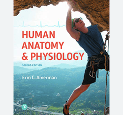 TextBook for Human Anatomy and Physiology 2nd Edition PDF | Instant Download