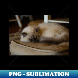 Sleepy cat - Premium PNG Sublimation File - Bold & Eye-catching