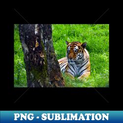 Amur Tiger - Professional Sublimation Digital Download - Transform Your Sublimation Creations