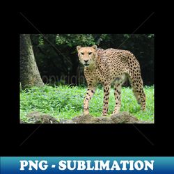 Cheetah - Premium PNG Sublimation File - Add a Festive Touch to Every Day