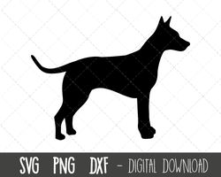 American Hairless Terrier svg, dog svg, Hairless Terrier silhouette outline png, Terrier clipart, pet dog dxf, cricut si