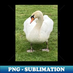 From Ugly Duckling to Beautiful Swan - Royalty in the Village - Sublimation-Ready PNG File - Transform Your Sublimation Creations