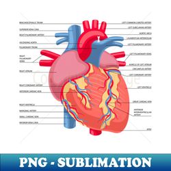 Funny Human Heart Anatomical anatomy physiology Of Heart Graphic - Retro PNG Sublimation Digital Download - Revolutionize Your Designs