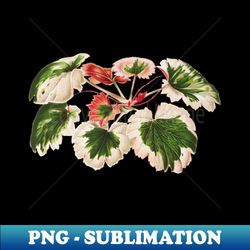 Variegated Strawberry Begonia - Saxifraga stolonifera - botanical illustration - Modern Sublimation PNG File - Add a Festive Touch to Every Day