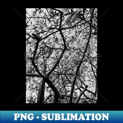 black and white flowers photography - png transparent digital download file for sublimation - unlock vibrant sublimation designs