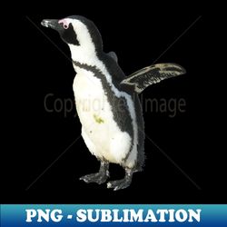 cute penguin boulders beach cape town south africa - png transparent sublimation design - perfect for sublimation art