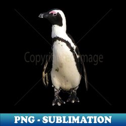 african penguin boulders beach cape town south africa - instant sublimation digital download - capture imagination with every detail