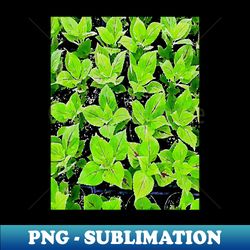 coleus leaves pattern - Sublimation-Ready PNG File - Stunning Sublimation Graphics