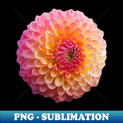beautiful dahlia flower graphic art print - high-resolution png sublimation file