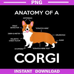 Anatomy Of A Corgi Funny Corgis Dog Puppy Nerd Biology Dogs PNG Download