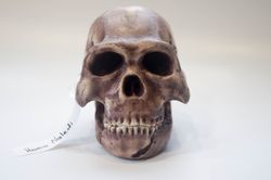 Homo Naledi Skull Replica Reconstruction, Full-size 3d printed Hominid Skull, Museum Quality
