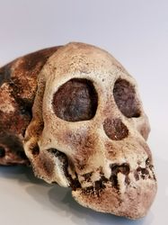 Taung Child Australopithecus Africanus Skull Replica, Full-size 3d printed Hominid Skull, Museum Quality