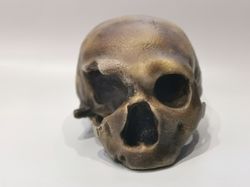 Homo Neanderthal from Monte Circeo 1 Skull Replica, Full-size 3d printed Hominid Skull, Museum Quality