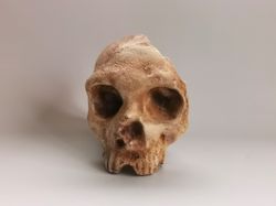 Homo Neanderthal from Gibraltar 1 Skull Replica, Full-size 3d printed Hominid Skull, Museum Quality