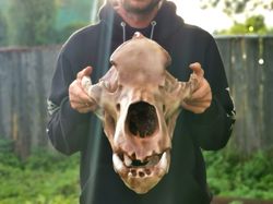 Cave Bear Anatomical Skull Replica, Full-size 3d Printed Skull Decoration for Halloween, Oddities Faux Taxidermy