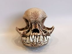 Anatomical Pug Skull Decor, Full-size 3d Printed Dog Skull Decoration for Halloween, Creepy Cute Faux Taxidermy