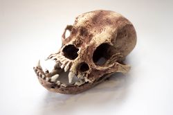 Anatomical Buldog Skull Decor, Full-size 3d Printed Dog Skull Decoration for Halloween, Creepy Cute Faux Taxidermy,
