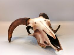 Anatomical Ram Skull with Horns, Full-size 3d Printed Sheep Skull Decor for Halloween, Creepy Cute Faux Taxidermy