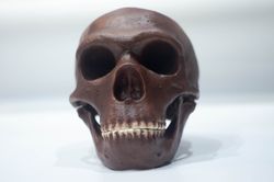 Homo Neanderthal Skull La Chapelle-aux-Saints Reconstruction, The Old Man of La Chapelle, Fossil Collection, Realistic H