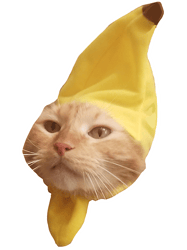 majestik banan