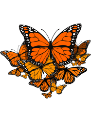 butterfly danaida monarch