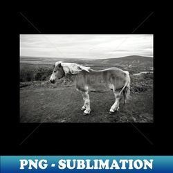 wild horse tarpan with a view of nature and landscape in black and white photography - modern sublimation png file
