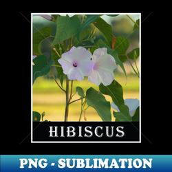 white hibiscus floral photography - png transparent digital download file for sublimation