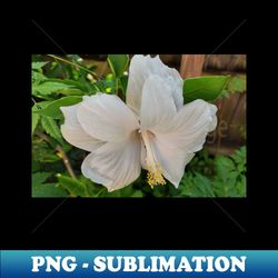 Double White Hibiscus - PNG Transparent Digital Download File for Sublimation - Perfect for Sublimation Mastery