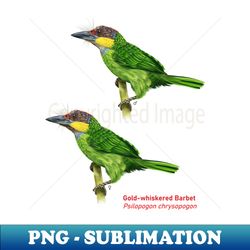 Gold-whiskered Barbet  Psilopogon chrysopogon - Signature Sublimation PNG File - Add a Festive Touch to Every Day