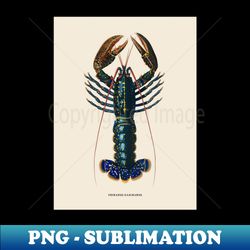 European Lobster Antique Naturalist Illustration - Premium PNG Sublimation File - Perfect for Sublimation Art