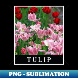 beautiful combination of red tulip flower and pink tulip flower photography - premium png sublimation file