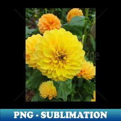 Yellow Dahlias 3 - PNG Transparent Sublimation File