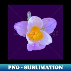 First Crocus of 2022 (purple background) - Exclusive PNG Sublimation Download