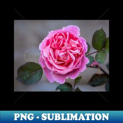 Pink Rose - PNG Sublimation Digital Download