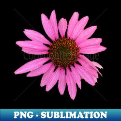 Purple Cone Flower - PNG Transparent Sublimation Design