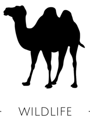 Camel Wildlife