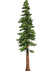 The Mighty Pine