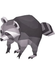 raccoon runescape