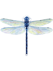 Spatterdock Dragonfly