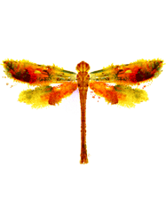 Watercolor Dragonfly Orange Dragonfly Yellow Dragonfly