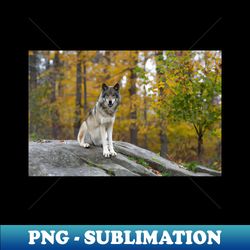 Timber Wolf - Aesthetic Sublimation Digital File - Perfect for Personalization