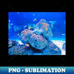 clownfish anemonefish aquarium fish ocean sea aquatic anemone clown fish colorful clown coral water marine tropical fish - Special Edition Sublimation PNG File - Stunning Sublimation Graphics