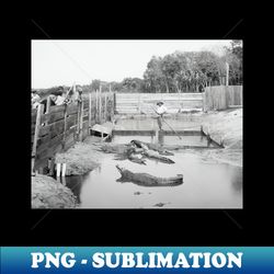Florida Alligator Show 1904 Vintage Photo - PNG Transparent Sublimation File - Bold & Eye-catching
